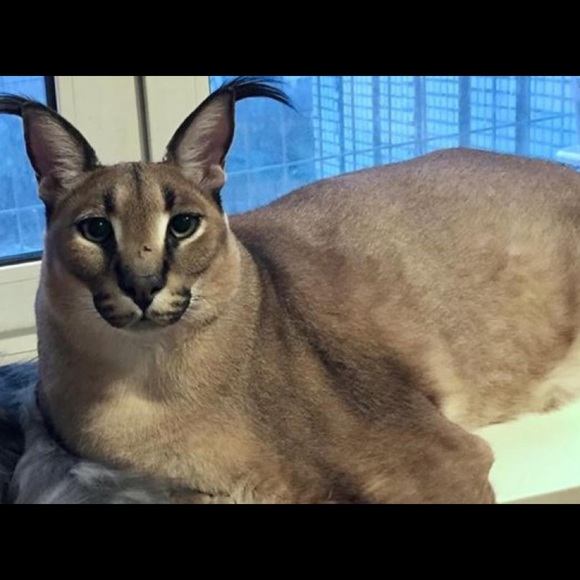 Meet your Posher, Adrian - Picture 1 of 1